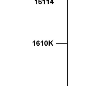 1610K-LDC8-M31 CARBURETOR ASSY — diagram cutout