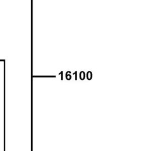 16100-LGC6-E00 THROTTLE BODY ASSY — diagram cutout