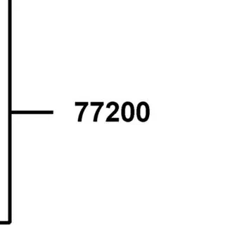 77200-LGR5-E10-T01 SEAT ASSY — diagram cutout