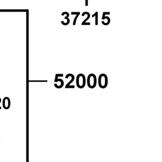 52000-AEA7-E10-N1A FORK ASSY RR — diagram cutout