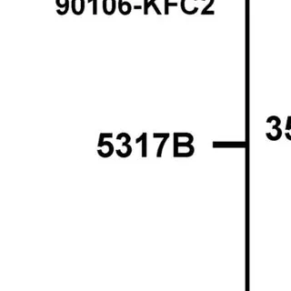 53178-LGR3-E10-NJA "LEVEL,L STRG HANDLE" — diagram cutout